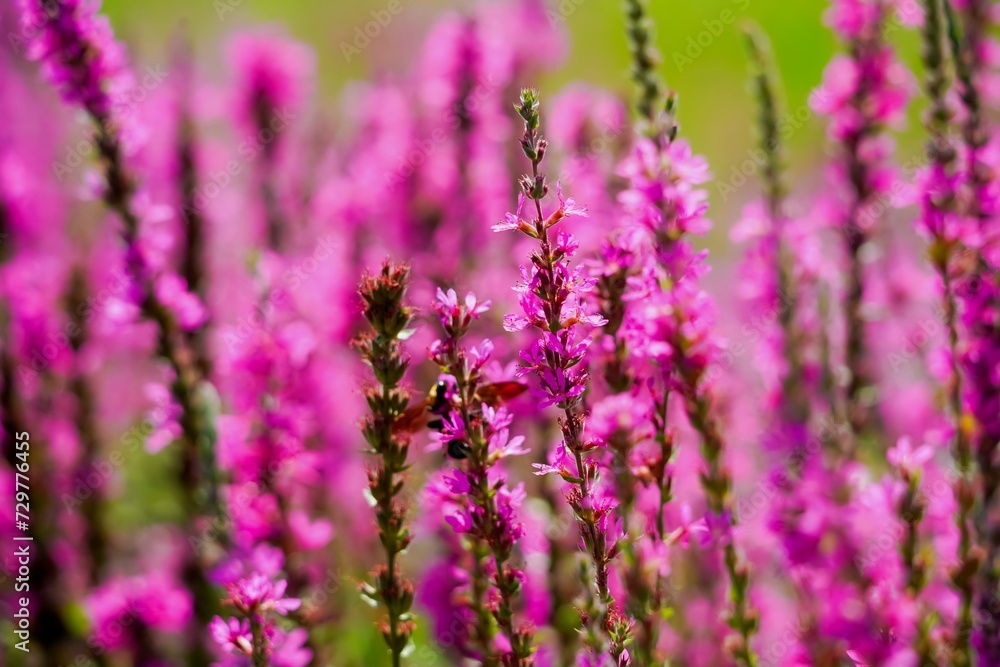 Close up view of purple wildflowers blooming in the sunny garden. summer landscape panorama with flowers on meadow. Close up view of purple wildflowers blooming in the sunny garden. summer landscape panorama with flowers on meadow.
