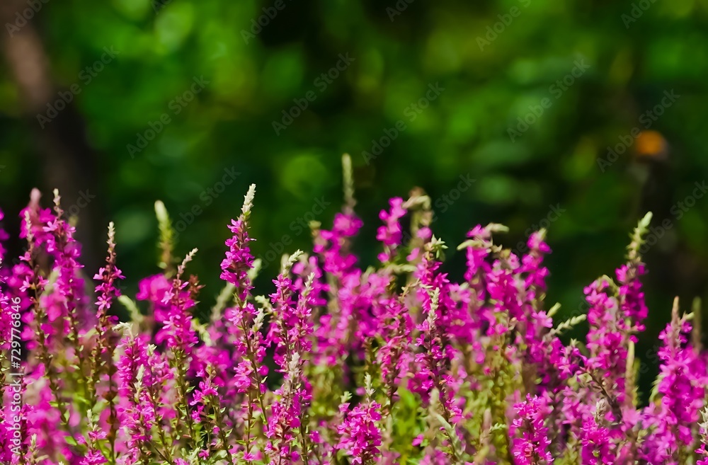 In the bright and sunny garden of summer, purple wildflowers are in full bloom. summer landscape panorama with flowers on meadow. In the bright and sunny garden of summer, purple wildflowers are in full bloom. summer landscape panorama with flowers on meadow.