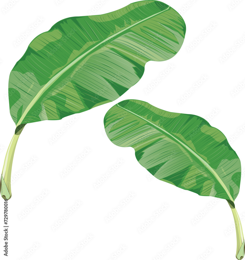 Obraz premium Green banana leaves in cartoon style with natural curvature parts isolated in two pieces on white background, that you can use as a component for your art works.