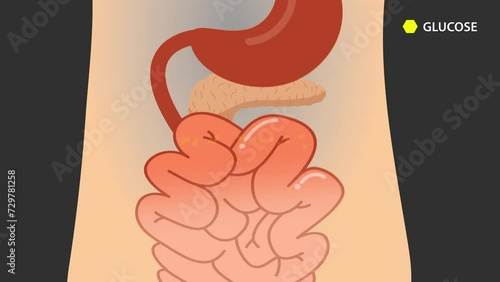 Process Glucose Diabetes in body. cartoon animation concept photo