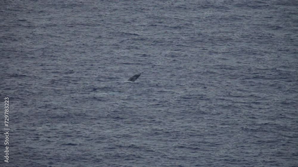 Whale leaping out of rippling ocean - majestic Whale leaping out of rippling ocean - majestic