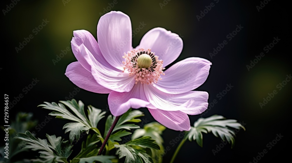 Elegant pink anemone flower against a dark background with soft-focus foliage. Elegant pink anemone flower against a dark background with soft-focus foliage.