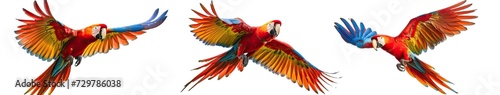 Collection of PNG. Parrot isolated on a transparent background. © morepiixel