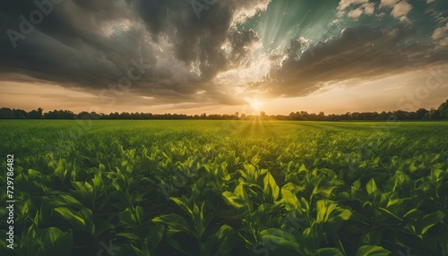 a sunset over a green field  with the sun shining through the clouds and the sun shining through the leaves,  wind moving green grass, panoramic view, summer scenery photo