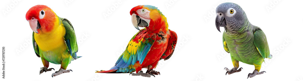 Fototapeta premium Collection of PNG. Parrot isolated on a transparent background.