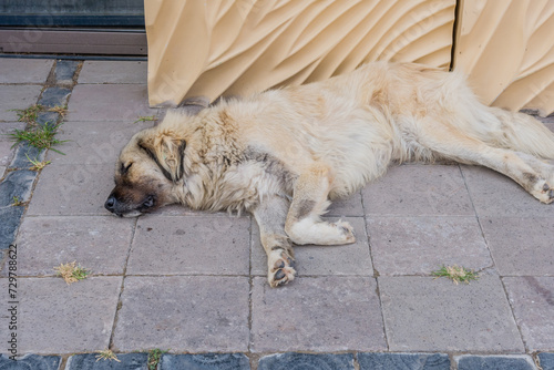 A large, furry dog sleeps deeply on a dirty pavement, appearing relaxed and peaceful