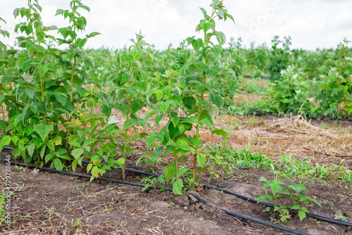 Raspberry plantation with automatic watering on a fruit farm. Hoses with drip irrigation lie along the row with bushes