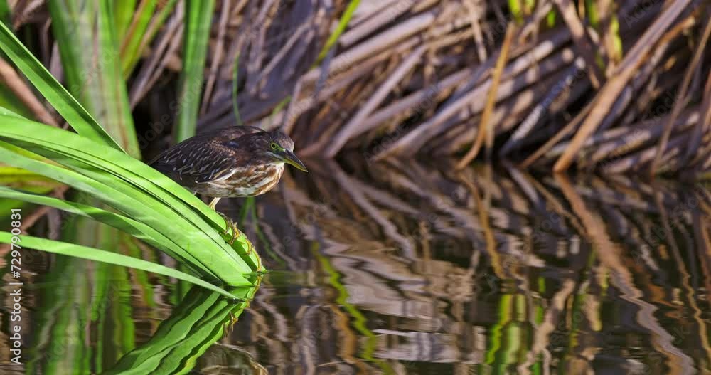 Lava Heron bird fishing on a water lake, Punta Cana, Dominican Republic Lava Heron bird fishing on a water lake, Punta Cana, Dominican Republic