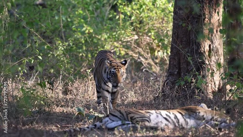 Royal Bengal Tiger, Panthera tigris, cub, walking, tiger cub and mother, sleeping tiger, Bandhavgarh Tiger Reserve, Madhya Pradesh, India photo