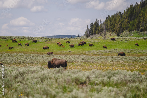 Herds of buffalo or bison grazing in the grasslands of Yellowstone National Park