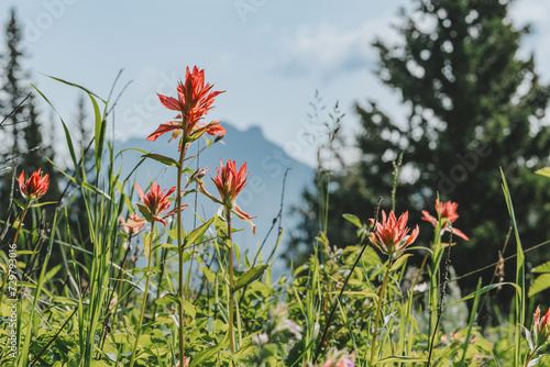 The Wyoming Indian paintbrush flower, growing along the Trout Lake Trail in Yellowstone National Park photo