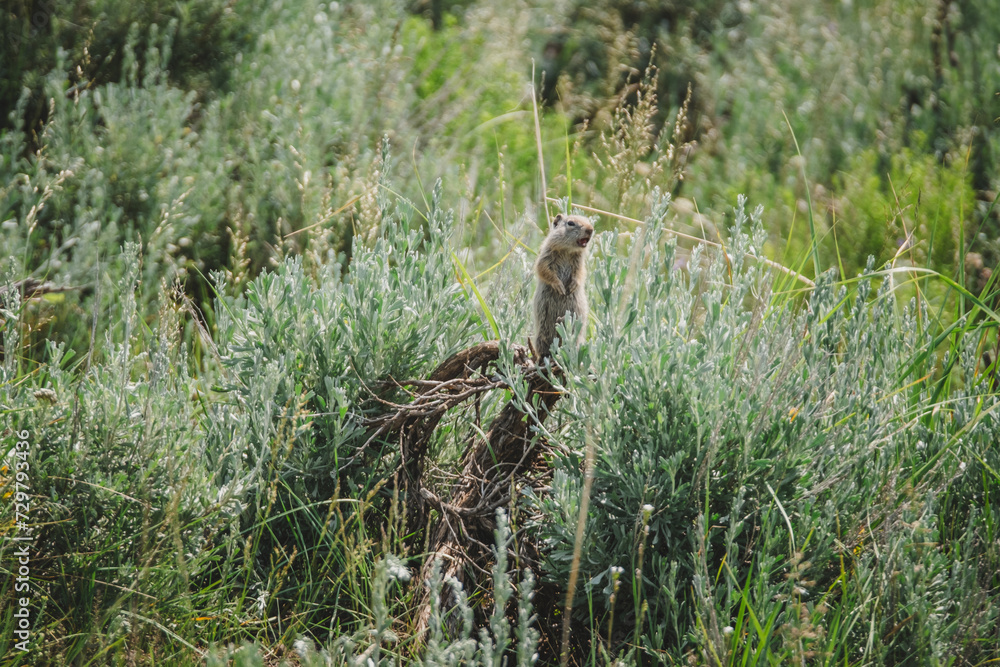 Obraz premium Uinta ground squirrel shouting in the Lamar Valley of Yellowstone National Park