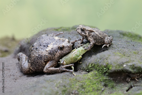 An adult Muller's narrow mouth frog and its baby are ready to prey on a praying mantis. This amphibian has the scientific name Kaloula baleata.
