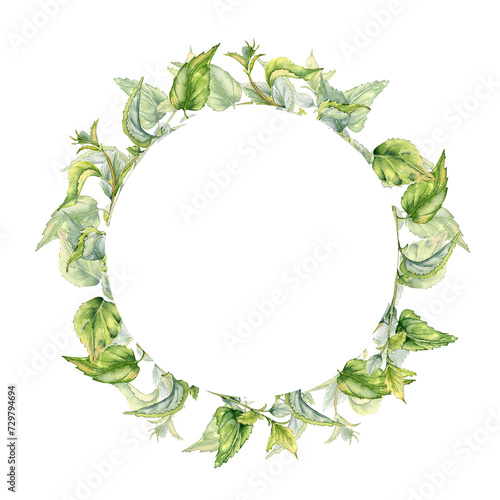 Circle frame with stem of nettle watercolor isolated on white. Illustration of the medicinal plant Urticaria dioica. Frame of stinging plant with green leaves hand drawn. For packaging herb tea