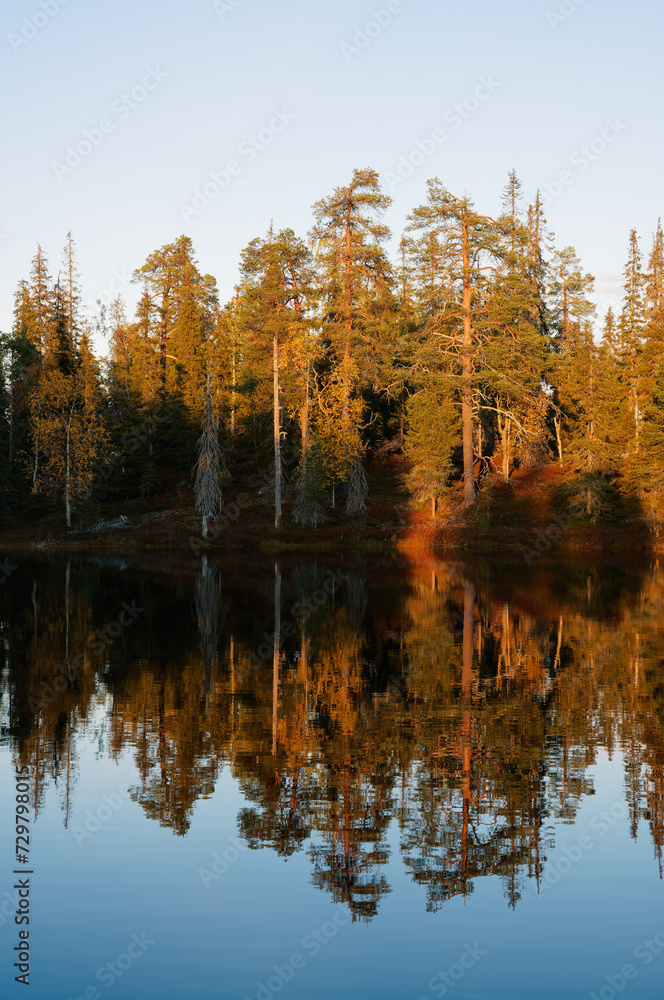 Old-growth boreal forest reflected on a calm surface of a pond on a autumn evening in Riisitunturi National Park, Northern Finland