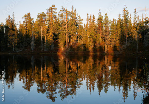 Old-growth boreal forest reflected on a calm surface of a pond on a autumn evening in Riisitunturi National Park, Northern Finland