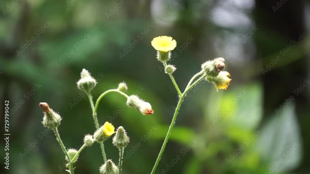 Sonchus asper (prickly sow-thistle, rough milk thistle, spiny sowthistle, dalgiyu). Traditionally used for the treatment of various ailments associated with liver, lungs and kidneys Sonchus asper (prickly sow-thistle, rough milk thistle, spiny sowthistle, dalgiyu). Traditionally used for the treatment of various ailments associated with liver, lungs and kidneys
