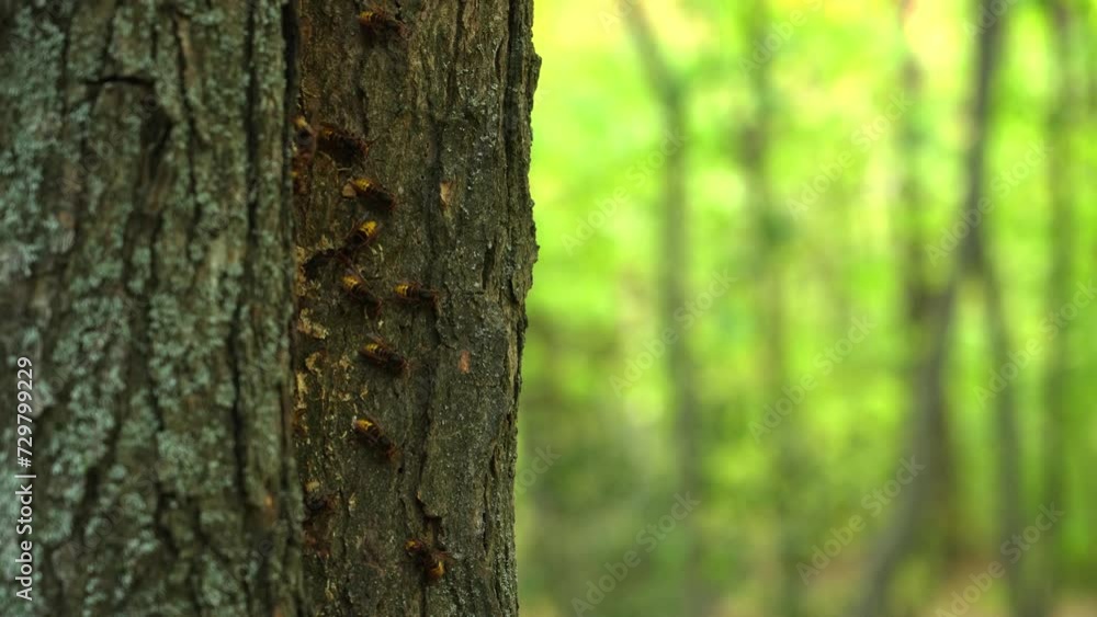 European hornet (Vespa crabro) A group of hornets flying near their nest. Video European hornet (Vespa crabro) A group of hornets flying near their nest. Video