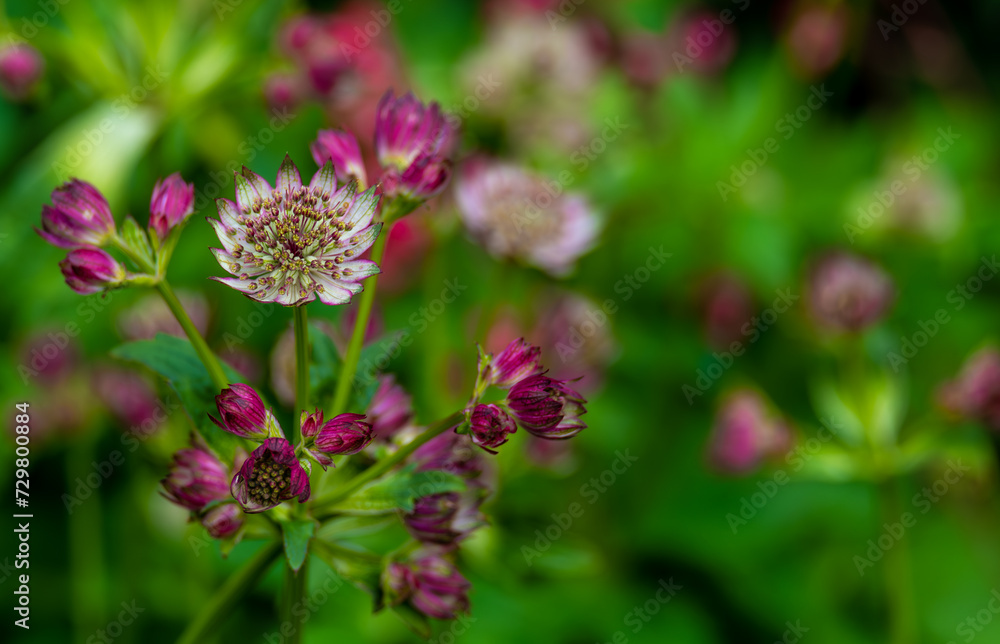 Flowers of different colors in the garden on a summer day. Flowers of different colors in the garden on a summer day.