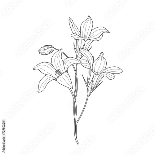 sketch of blue bell flower, floral element for design in linear style