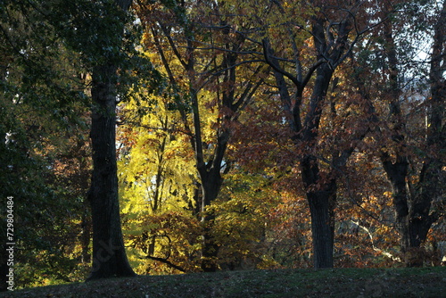 Autumn in the Woods.