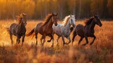 Beautiful Horses Running Wild in Field - Wildlife Photography, Stallions