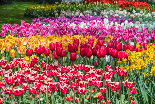 Spring tulip bulb field in garden at Lisse near Amsterdam Holland Netherlands