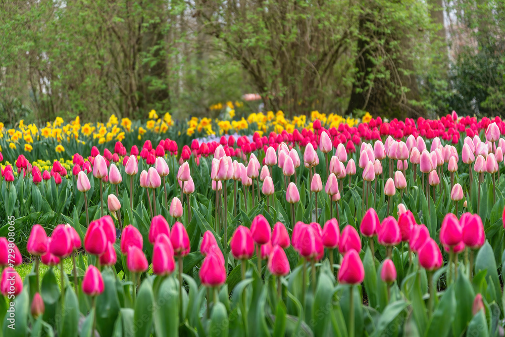 Tulip flower bulb field in garden, spring season in Lisse near Amsterdam Netherlands