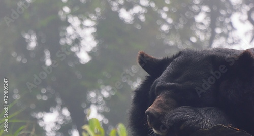 close up view of a endangered asiatic black bear (ursus thibetanus) in the wild, singalila forest, west bengal in india photo