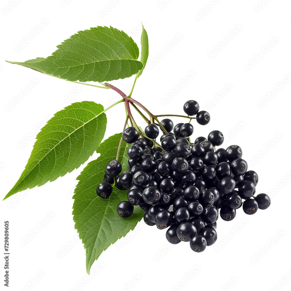 Elderberry, transparent background, isolated image, generative AI Elderberry, transparent background, isolated image, generative AI