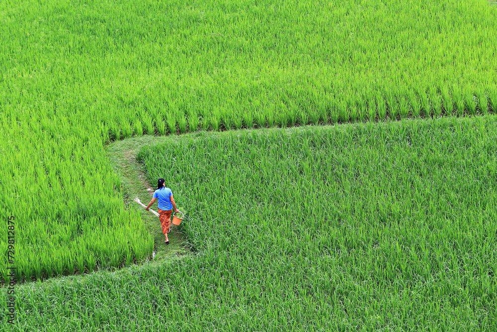Landscape nature of rice field on rice paddy green color lush growing is a agriculture in asia Landscape nature of rice field on rice paddy green color lush growing is a agriculture in asia