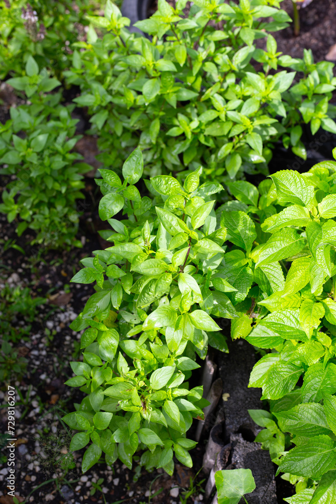 Sweet basil with tree basil in vegetable garden. Fresh green leaves of herb plant