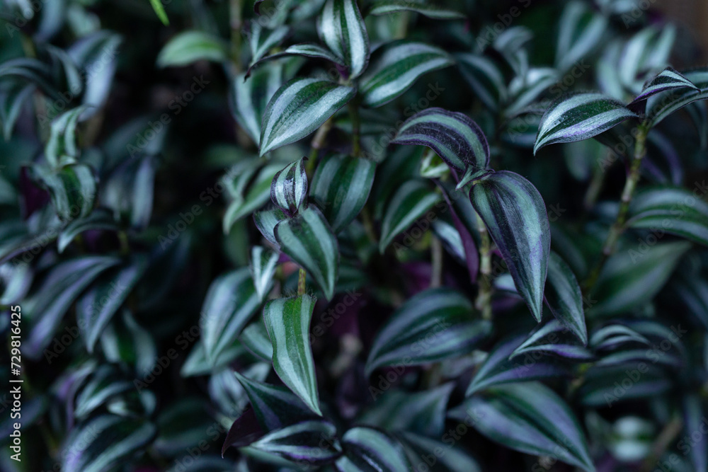 tradescantia zebrina plant dark background tradescantia zebrina plant dark background
