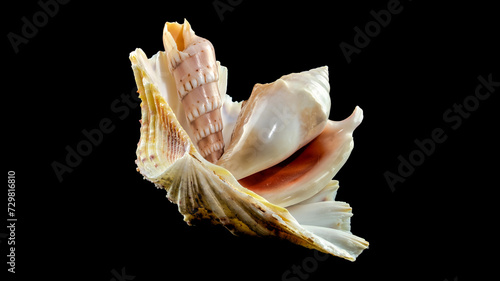 Still life of seashells on a black background