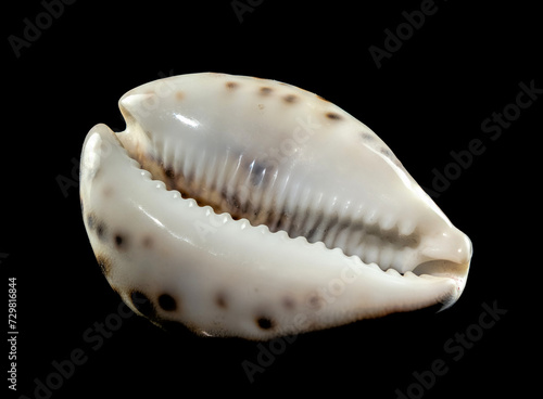 Tiger Cowrie Seashell on a black background