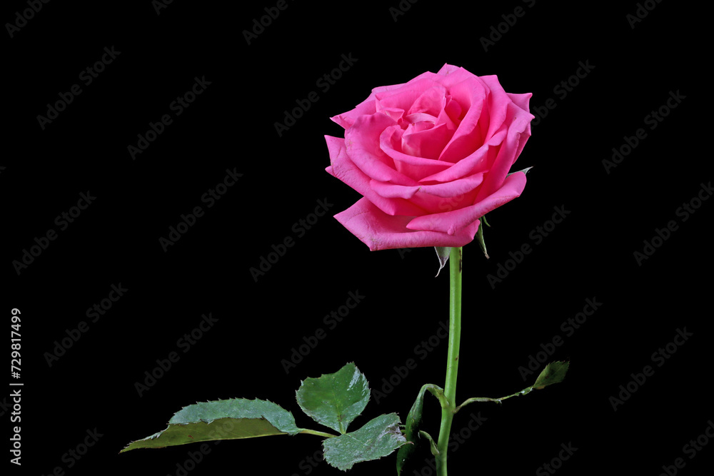 Beautiful pink rose blossom on black background Beautiful pink rose blossom on black background