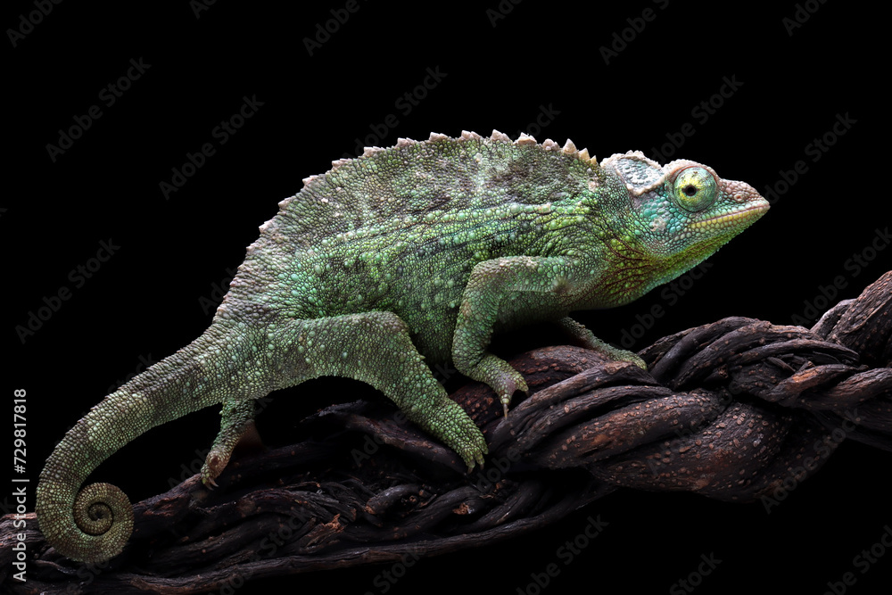 Obraz premium Female Jackson Chameleon walking on branch with isolated background, Female Jackson Chameleon on branch 