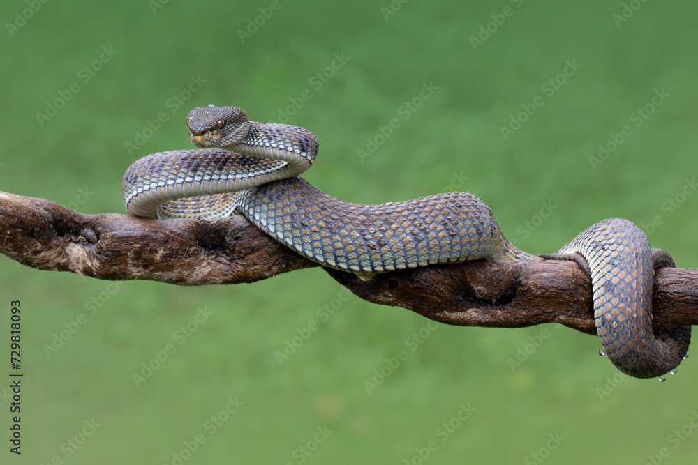 Black mangrove pit Viper closeup on branch, Black solid Pit Viper ...