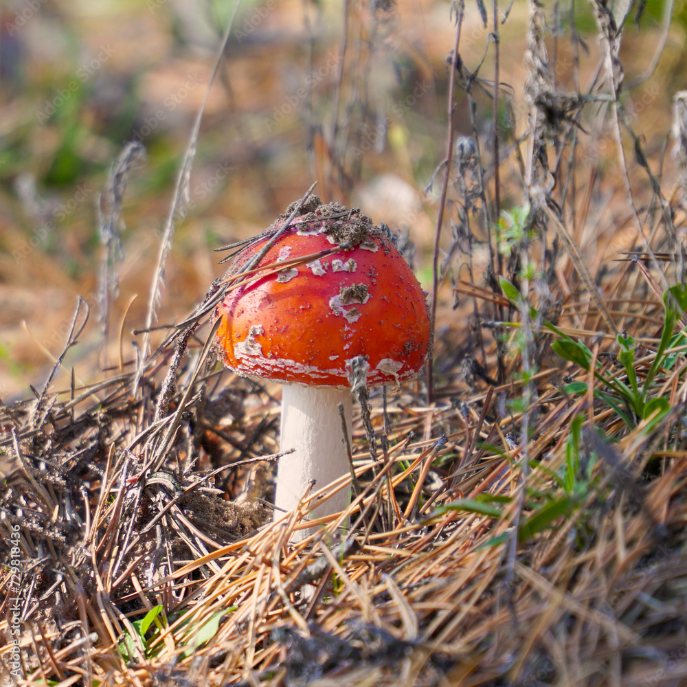 Beautiful fly agaric grows in the forest among the grass in the meadow in forest Beautiful fly agaric grows in the forest among the grass in the meadow in forest