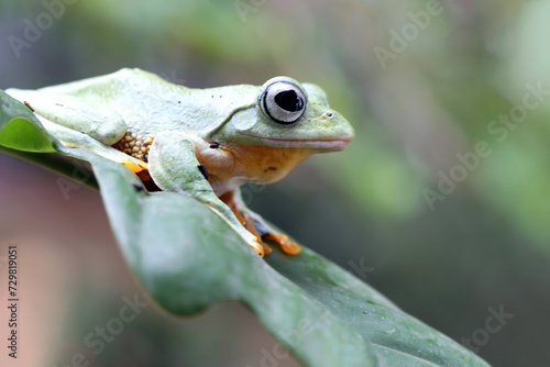 Tree frog on leaf, Gliding frog (Rhacophorus reinwardtii) sitting on leaves