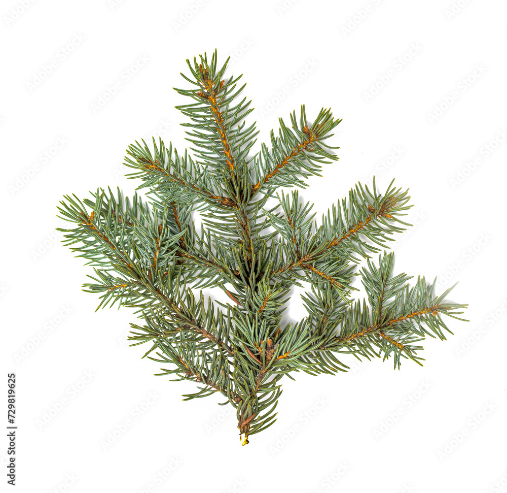 Green fir branch on a white background. Green fir branch on a white background.
