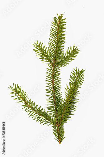 Green fir branch on a white background.