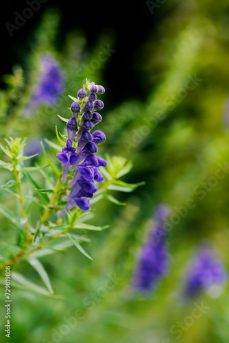 紫色のコガネバナの花
