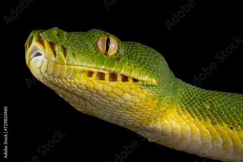 Green tree python snake closeup head, Chondropython viridis snake closeup with black background, Morelia viridis snake