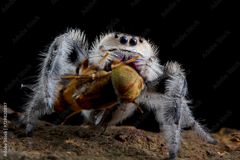 Jumping spider closeup face, jumping spider, the spider is eating insects, insect closeup Jumping spider closeup face, jumping spider, the spider is eating insects, insect closeup