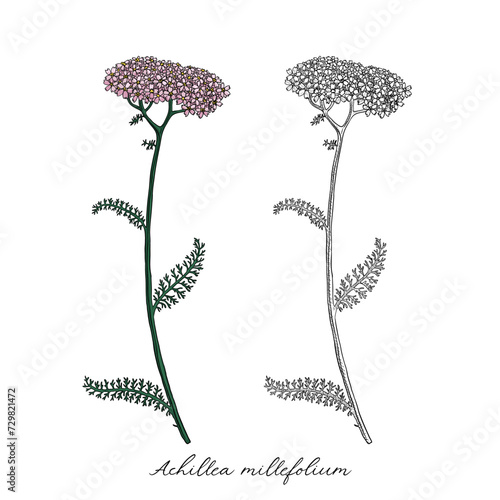 vector drawing yarrow flower, Achillea millefolium at white background, hand drawn illustration photo