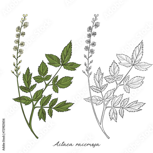 vector drawing black cohosh flower, Actaea racemosa at white background, hand drawn illustration