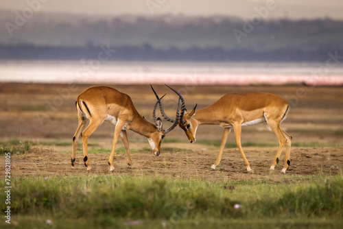 Antelope fighting in beautiful Nakuru Park, Kenya
