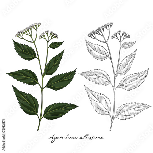 vector drawing white snakeroot, Ageratina altissima at white background, hand drawn illustration © cat_arch_angel