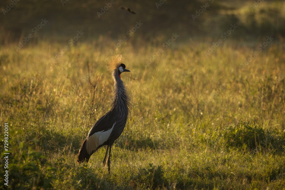 Fototapeta premium gray crowned crane birds during safari trip in Amboseli National Park, Kenya